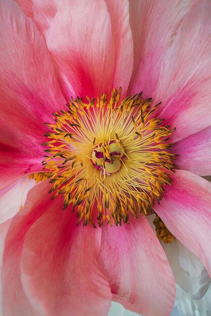 Mooie roze pioenbloem close-up met gele meeldraad en stampers Floral plantkunde behang of kaart achtergrond xA