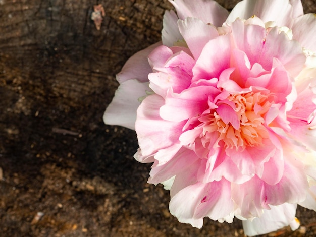 Mooie roze pioenbloem op houten achtergrond