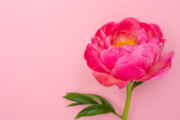 Mooie roze pioenbloem op pastelroze