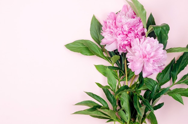 Mooie roze pioenroos bloemen op pastel roze achtergrond met plaats voor tekst