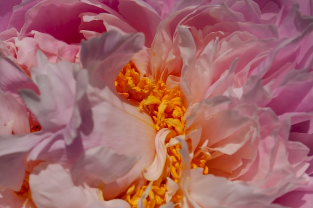 Mooie roze pioenroos in de zomer