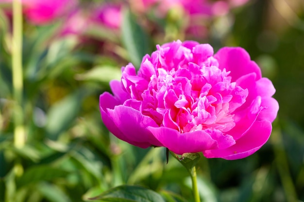 Mooie roze pioenrozen bloeien in de tuin in de zomer