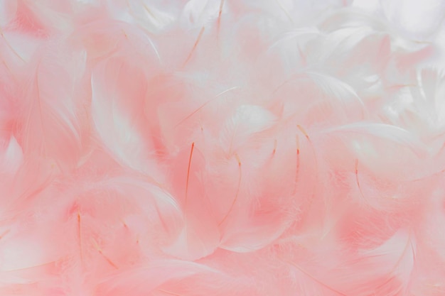 Mooie roze pluizige veren textuur achtergrond zwaan veren