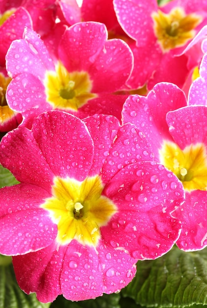 Mooie roze primula close-up