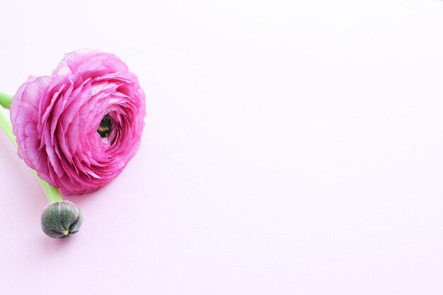 Mooie roze ranunculus bloem op een zacht roze achtergrond Bloemen boterbloem Kopieer ruimte Bovenaanzicht