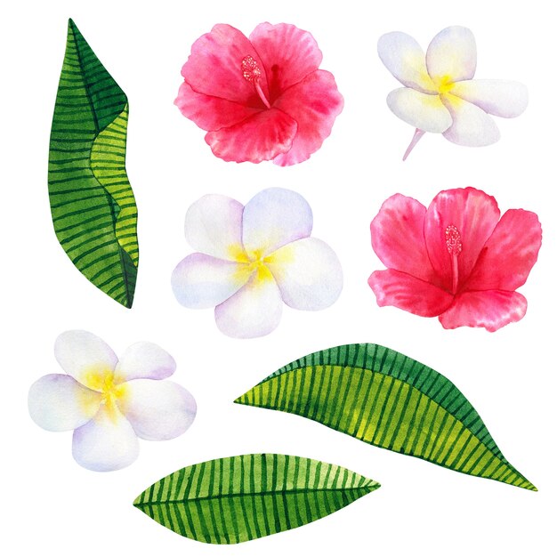 Mooie roze rode bloemen hibiscus en witte frangipani of plumeria. Hand getekend aquarel illustratie. Geïsoleerd.