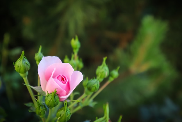 Mooie roze roos bonica met knoppen in de tuin