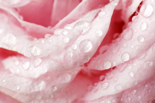 Mooie roze roos close-up