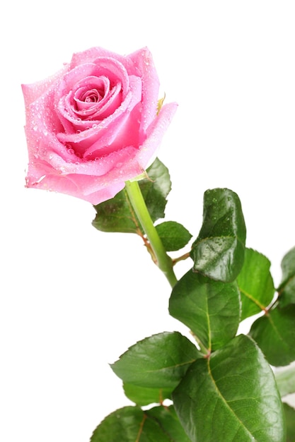 Mooie roze roos geïsoleerd op wit