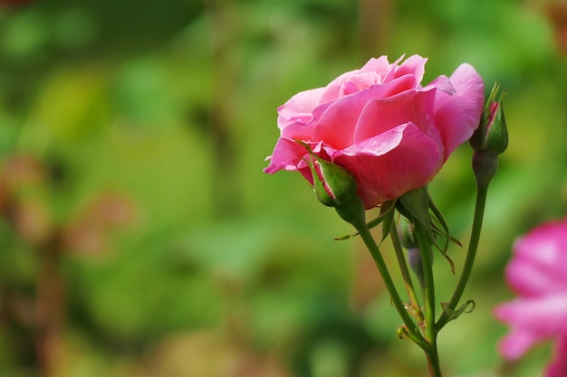 Mooie roze roos in de tuin