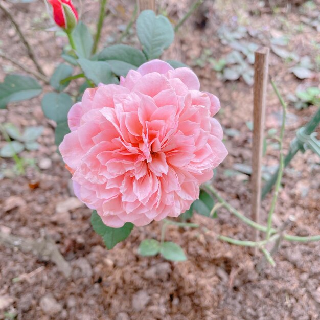 Foto mooie roze roos in de tuin.