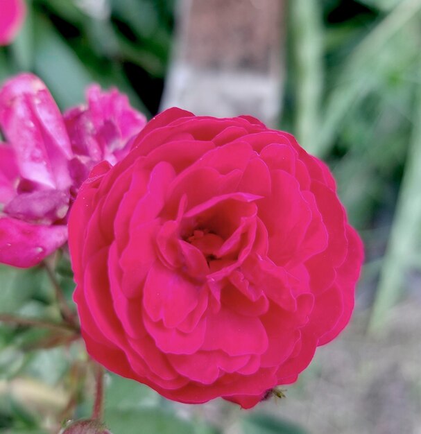 Foto mooie roze roos in de tuin