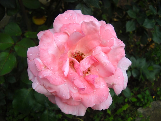 Mooie roze roos in een tuin Dauwdruppels