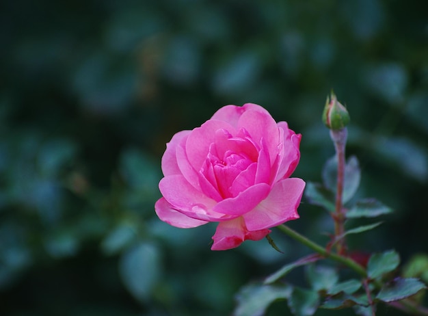 Mooie roze roos in een tuin