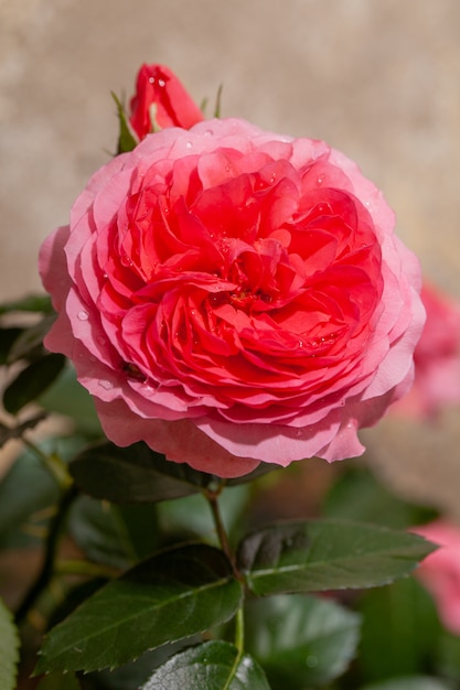 Mooie roze roos in een tuin