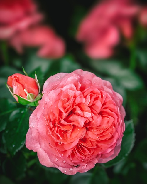 Mooie roze roos in een tuin