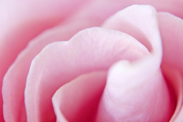 Mooie roze roos macro