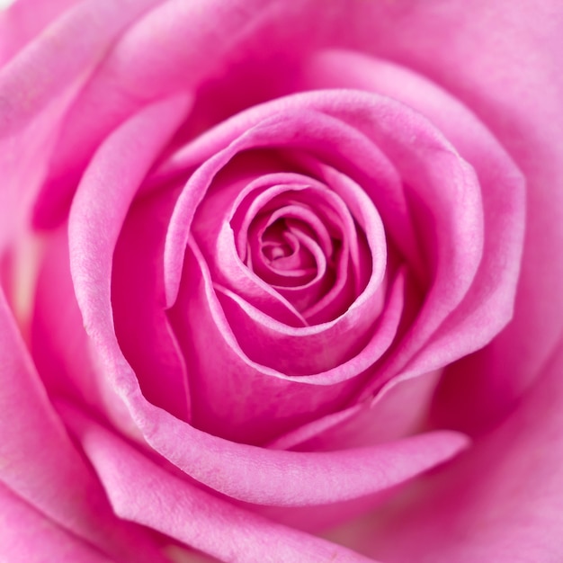 Mooie roze roos macro