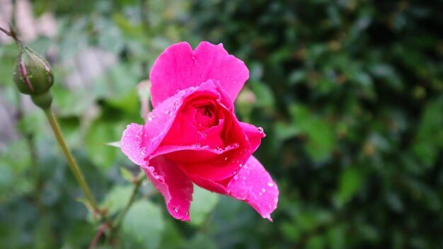 Mooie roze roos met dauwdruppels in de tuin. Perfecte achtergrond van wenskaarten