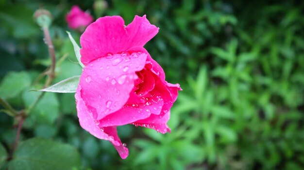 Mooie roze roos met dauwdruppels in de tuin Perfecte achtergrond van wenskaarten