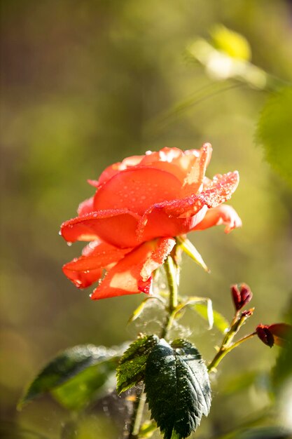 Mooie roze roos met waterdruppels in de herfsttuin met geweldige avondzonnige achtergrondverlichting Ondiepe scherptediepte