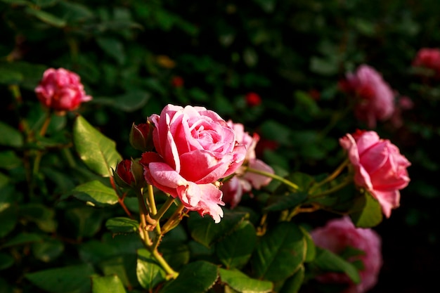 Mooie roze roos omgeven door groen Bloeiende bloem op wazig groene bokeh achtergrond Zomertuin