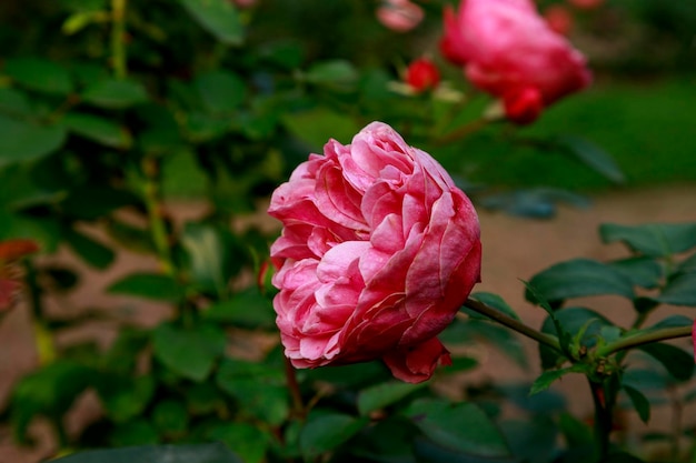 Mooie roze roos omringd door groen Close-up van de bloem op onscherpe achtergrond Bloeiende rozen in de zomertuin