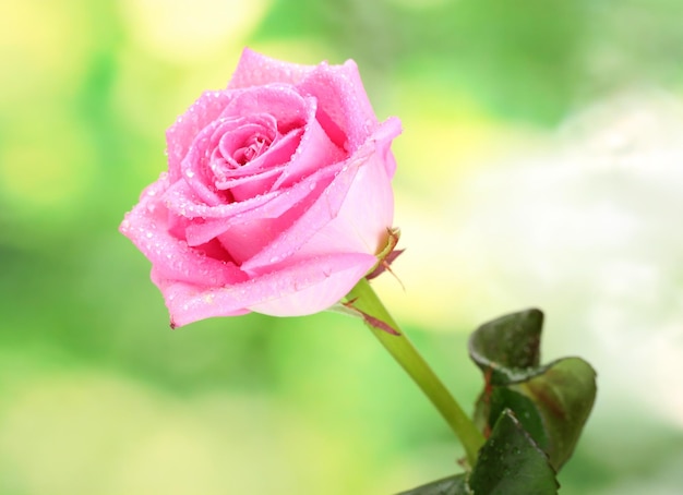 Mooie roze roos op groene achtergrond