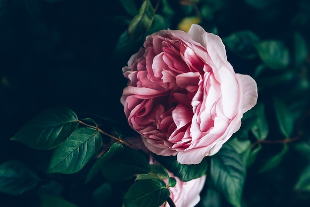 Mooie roze roos op groene achtergrond