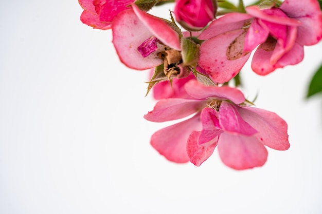 Mooie roze roze bloem, bloemensamenstelling