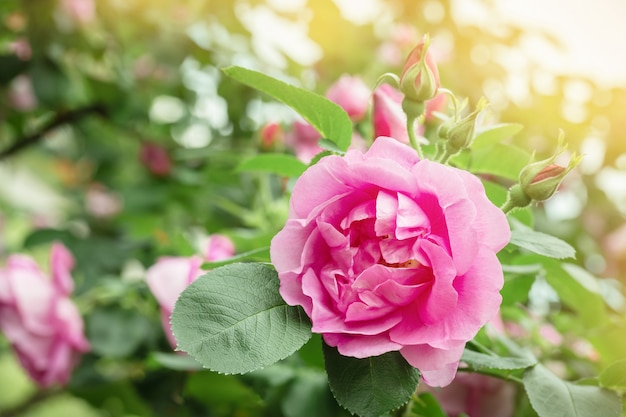 Mooie roze roze bloem in de tuin.