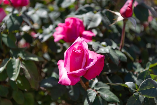 Mooie roze roze bloem met bloemblaadjes tuin