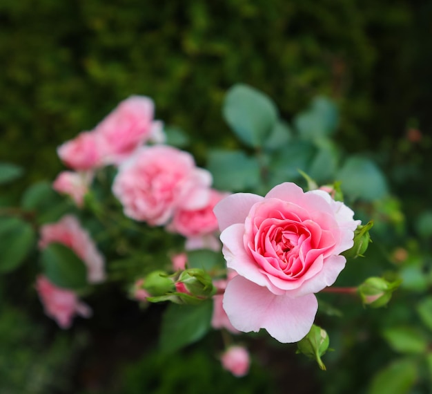 Mooie roze rozen Bonica in de tuin Perfect voor achtergrond van wenskaarten