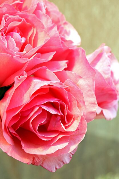 Foto mooie roze rozen, close-up