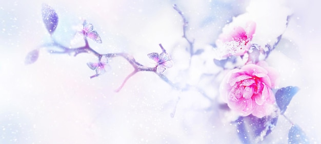 Mooie roze rozen en vlinders in de sneeuw en vorst op een blauwe en roze achtergrond Artistiek winter natuurlijk beeld Selectieve en zachte focus Kopieerruimte Grootformaat