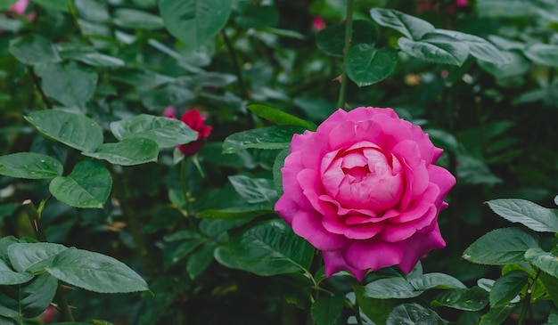 Mooie roze rozen in de tuin