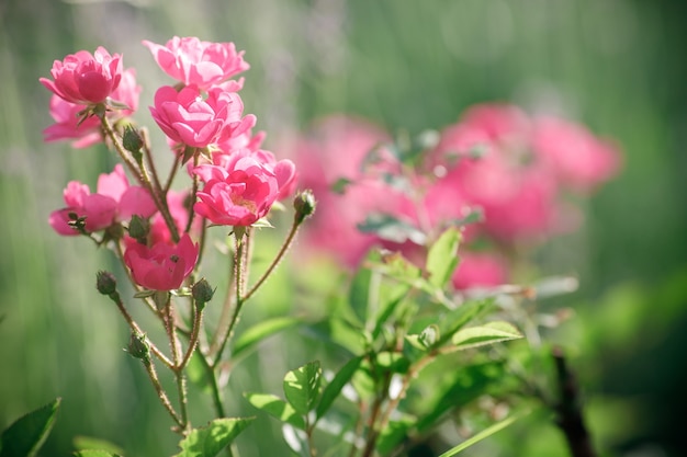 Mooie roze rozen in het voorjaar in de tuin