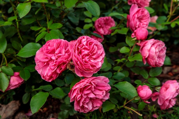 Mooie roze rozen omringd door groen Bloeiende bloem op onscherpe groene achtergrond Zomertuin