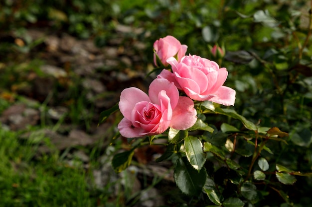 Mooie roze rozen omringd door groen Bloeiende bloem op onscherpe groene achtergrond Zomertuin