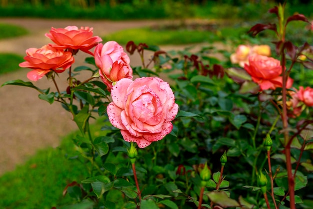 Mooie roze rozen omringd door groen Bloeiende bloem op onscherpe groene achtergrond Zomertuin