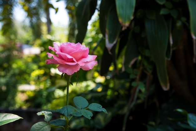 Foto mooie roze rozen op de boom.