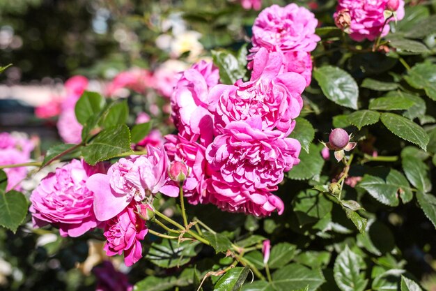 Mooie roze rozen op tuinachtergrond