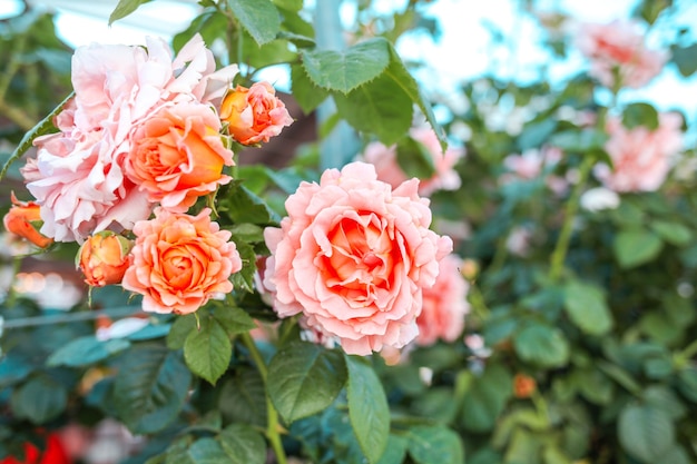 Mooie roze rozen op tuinachtergrond