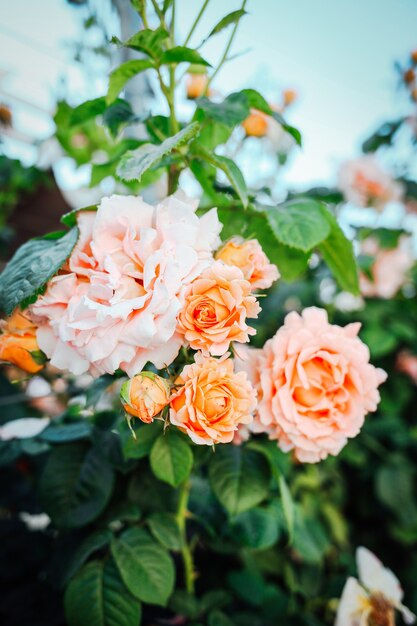 Mooie roze rozen op tuinachtergrond