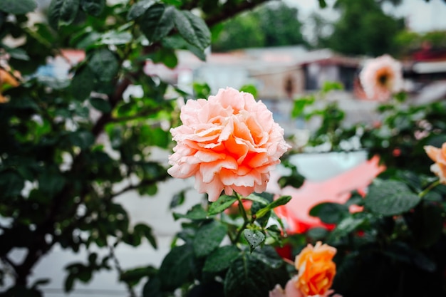 Mooie roze rozen op tuinachtergrond