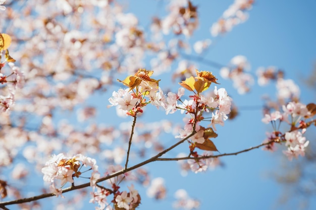 Mooie roze Sakura bloemen kersenbloesem tijdens de lentesakura boom vol in bloeiende roze bloemen in het voorjaar in een pittoreske tuin Takken van de boom over zonnige blauwe hemel