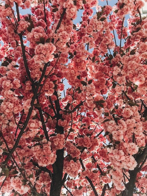 Mooie roze sakura bloemen op takken in blauwe lucht Kersenboom bloeit op lucht in zonnige tuin Hallo lente Telefoon foto