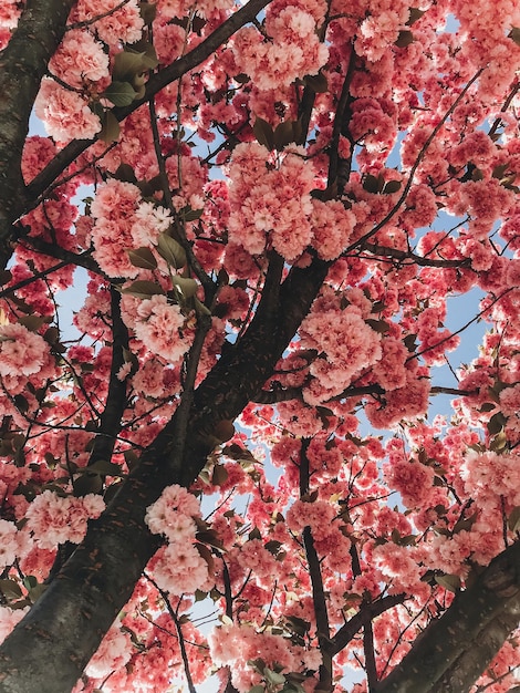 Mooie roze sakura bloemen op takken in blauwe lucht Kersenboom bloeit op lucht in zonnige tuin Hallo lente Telefoon foto