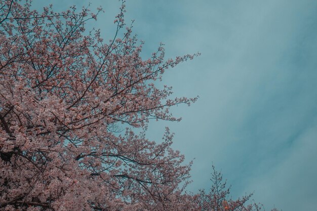 mooie roze sakura kersenbloesem bloemen bloeien in de tuin in het voorjaar