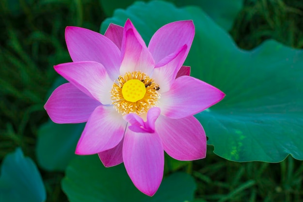 Mooie roze stuifmeel lotusbloem insectenbij vliegt met stuifmeel in het meer